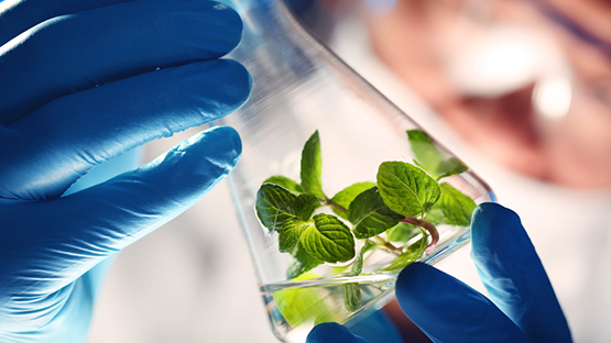 Scientist analyzing a plant