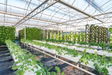 Vegetables Plants Growing In A Greenhouse